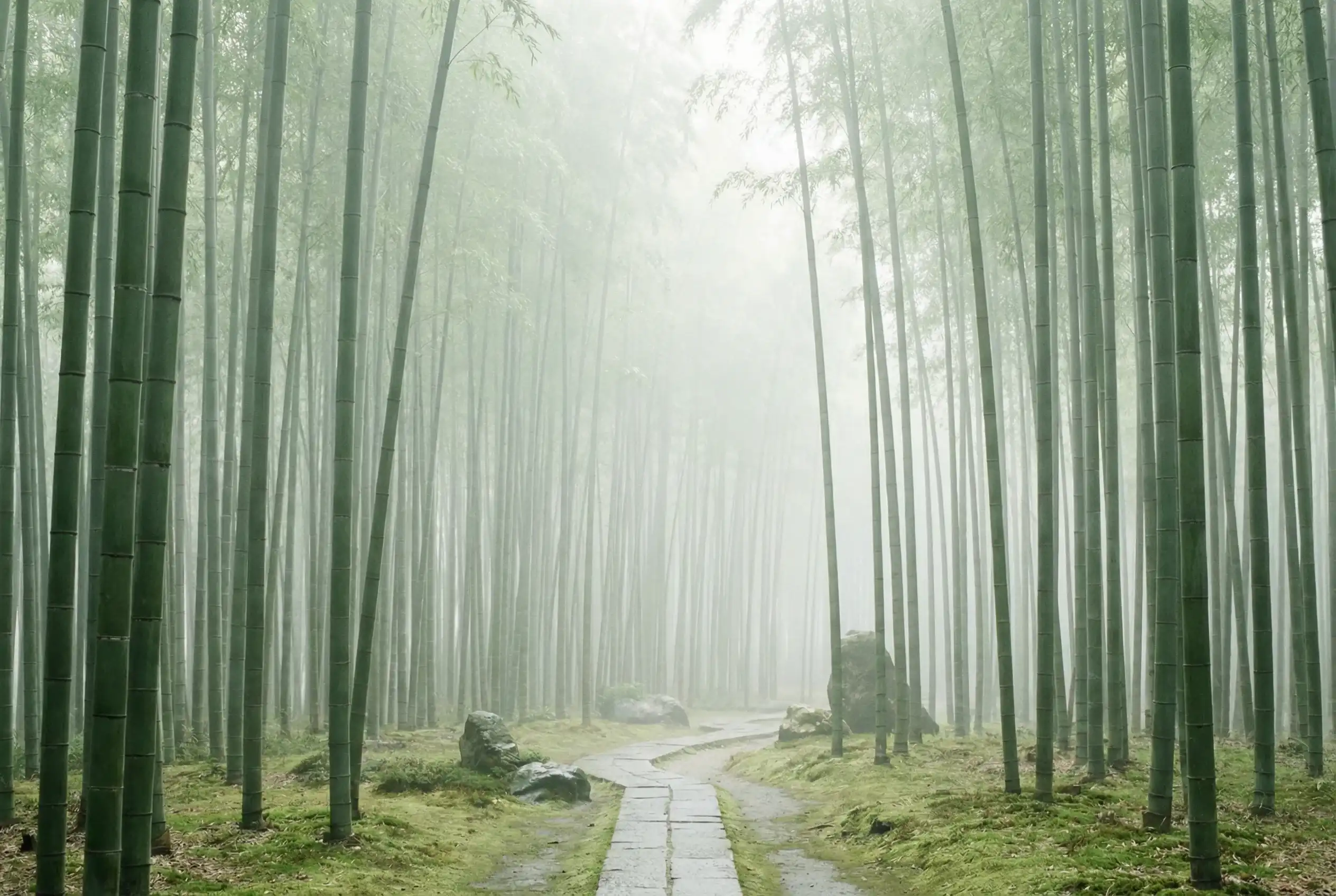 台湾28 河内五分彩自然过滤器竹林背景